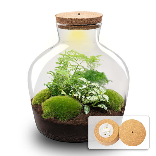 DIY Planten terrarium met licht - Fat Joe Green - Ø 29 cm ↑ 30 cm - No tools
