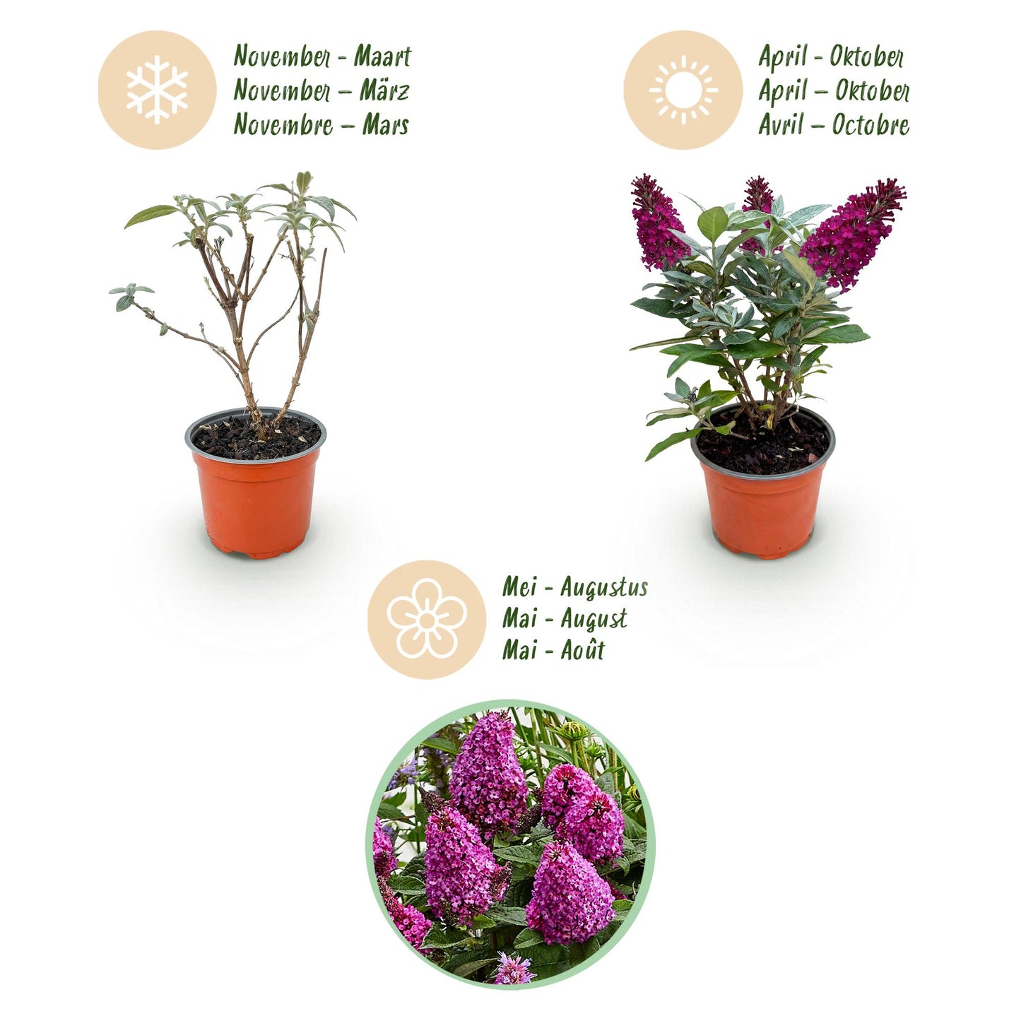 Green boutiQ - Tuinplant - Buddleja davidii Butterfly Candy Little Ruby - Vlinderstruik - Compact - Rood - 1 Plant - Pot 12cm - Hoogte 20-25cm