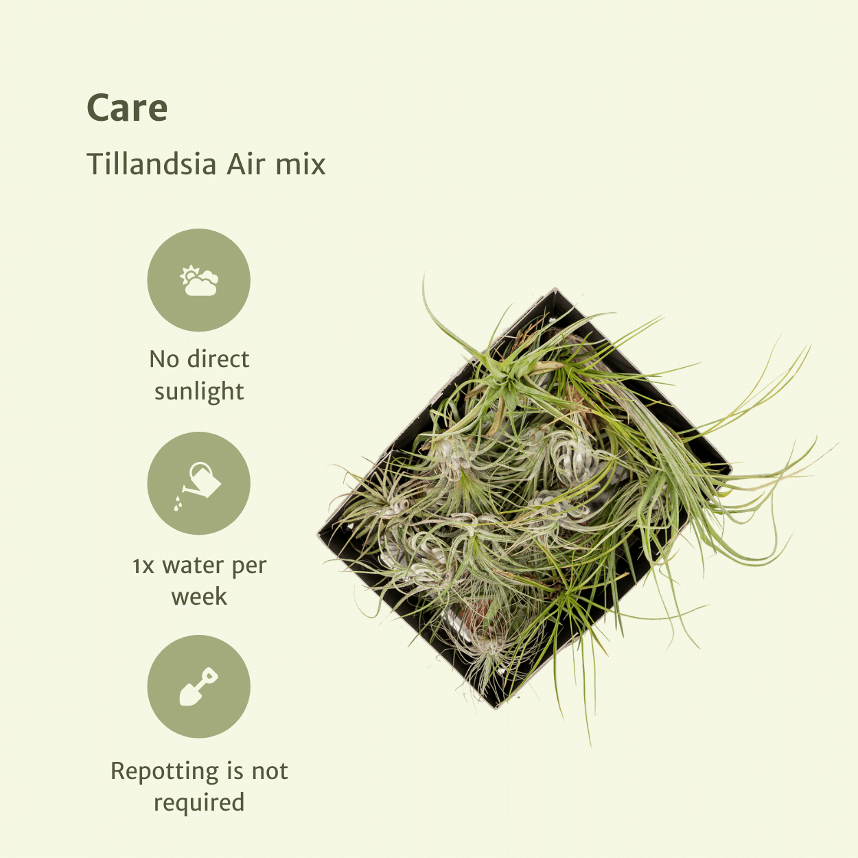 Tillandsia Air mix - 5 stuks - 6 cm - ø6