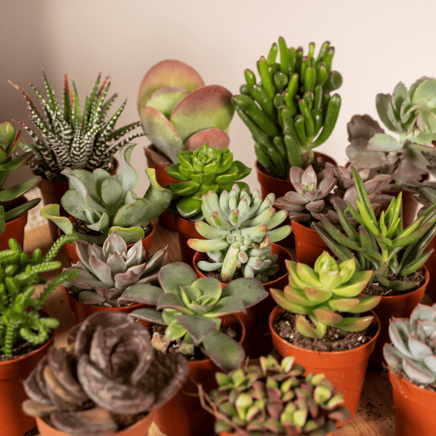 Succulenten Mix - 20 stuks - Ø5,5cm - ↕7 cm