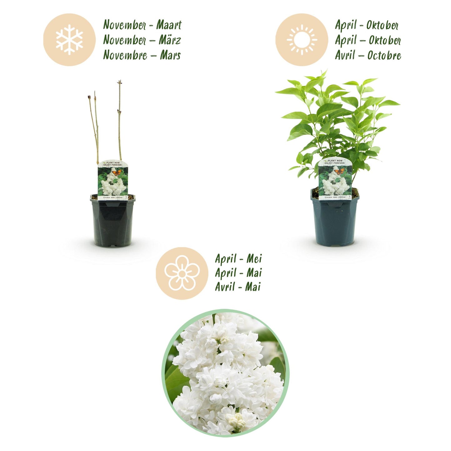Green boutiQ - Tuinplant - Syringa vulgaris mme Lemoine - Gewone Sering - Winterhard - Wit - 1 Plant - Pot 17cm - Hoogte 45cm