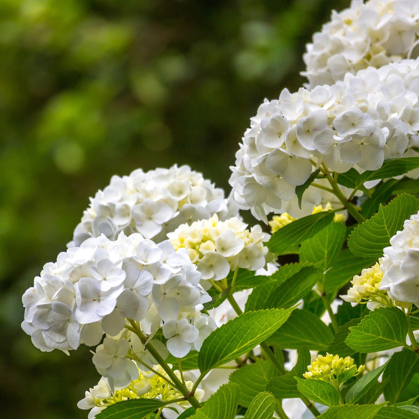 Green boutiQ - Tuinplant - Hydrangea macrophylla Wit - Hortensia - Winterhard - Wit - 1 Plant - Pot 12cm - Hoogte Hoogte 20-30cm