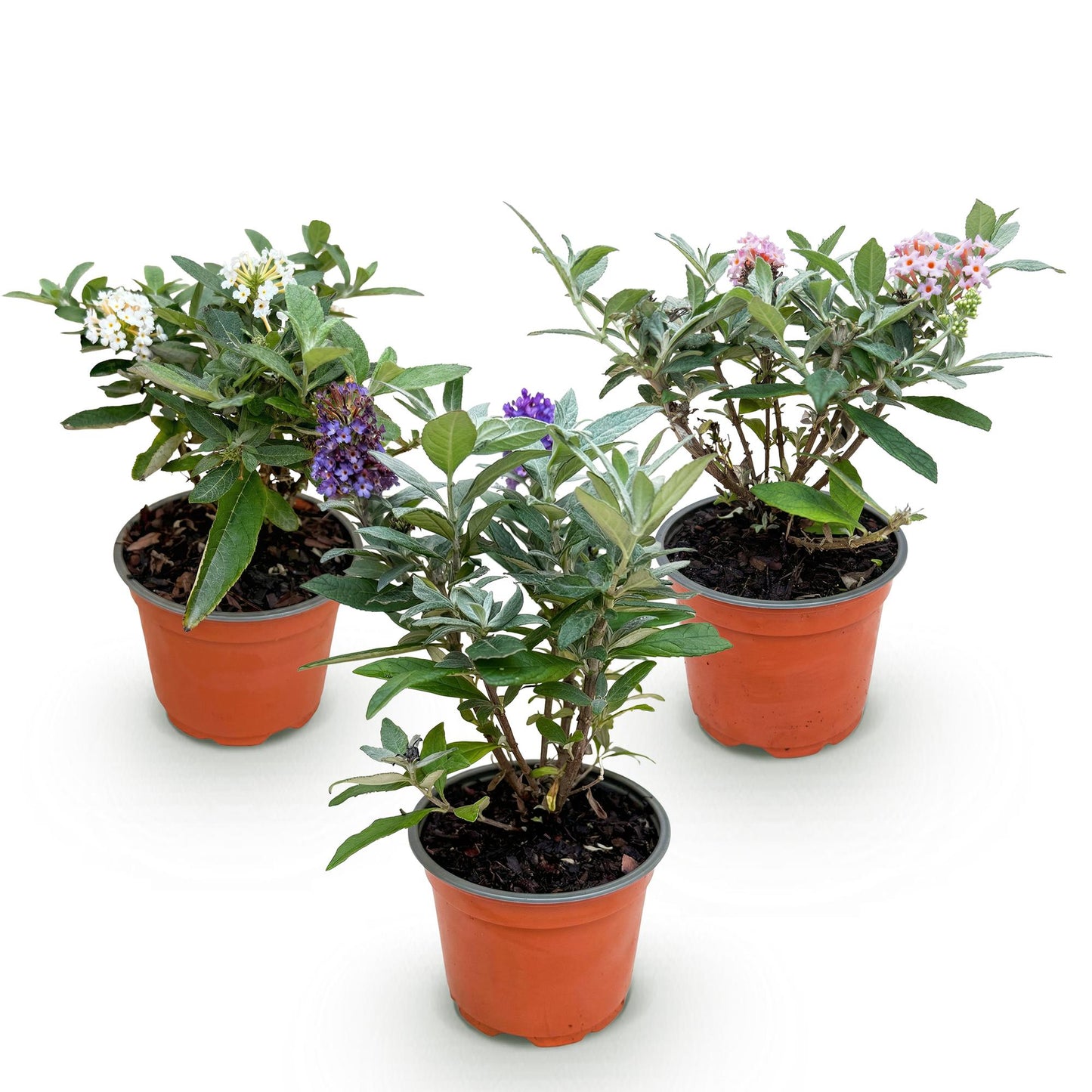 Green boutiQ - Tuinplant - Buddleja davidii Butterfly Candy Little Tricolour - Vlinderstruik - Compact - Roze-Wit-Lila - 3 Planten - Pot 12cm - Hoogte 20-25cm