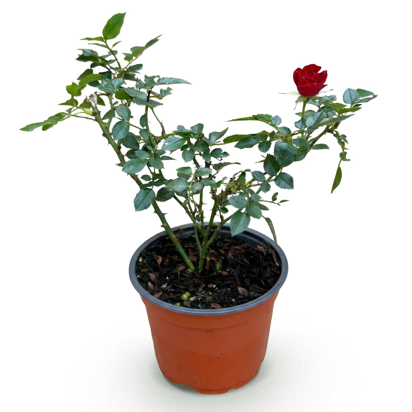 Green boutiQ - Tuin Roos - Rosa Rote The Fairy - Roos - Winterhard - Rood - 1 Plant - Pot 12cm - Hoogte Hoogte 20-25cm