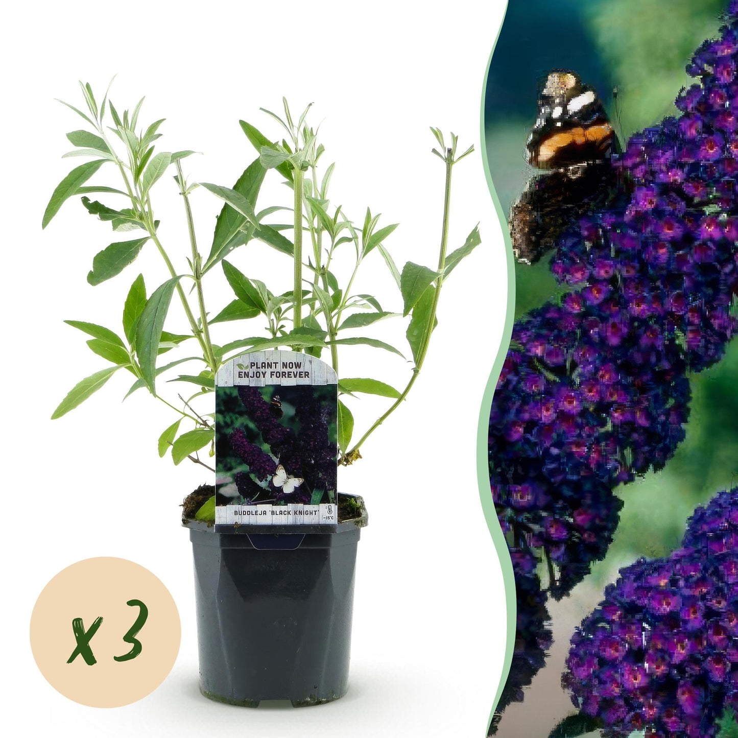 Green boutiQ - Tuinplant - Buddleja davidii Black Night - Vlinderstruik - Winterhard - Paars - 3 Planten - Pot 17cm - Hoogte 45cm