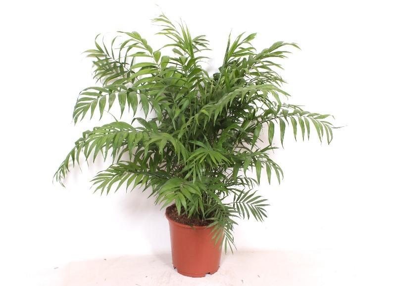 Chamaedorea Elegans  - 100 cm - Ø24cm
