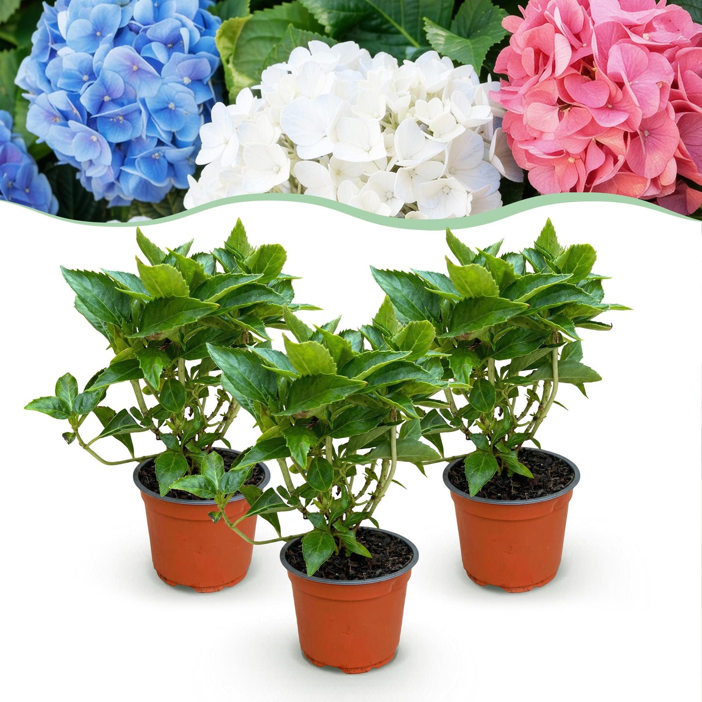 Green boutiQ - Tuinplant - Hydrangea macrophylla Tricolour - Hortensia - Winterhard - Roze-Blauw-Wit - 3 Planten - Pot 12cm - Hoogte Hoogte 20-30cm