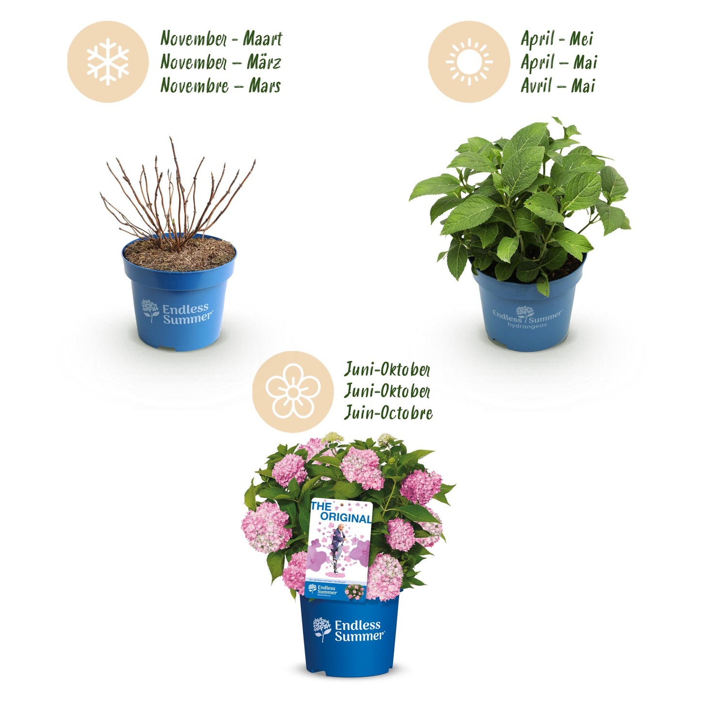Green boutiQ - Tuinplant - Hydrangea Endles Summer The Original Pink - Hortensia - Winterhard - Roze - 2 Planten - Pot 14cm - Hoogte 20-25cm