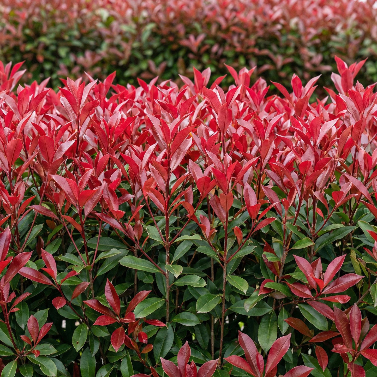 Green boutiQ - Haagplanten - Photinia fraseri Carre Rouge - groen rood  - 6 planten - 1 strekkende meter - groenblijvend - pot 17cm hoogte 55cm