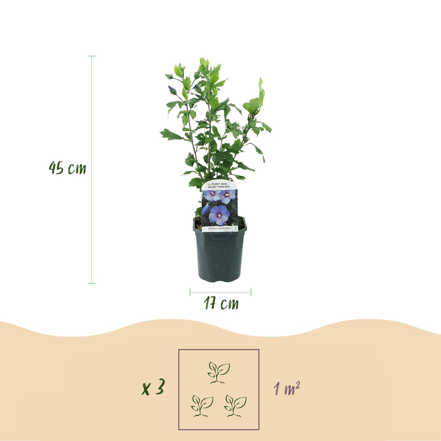 Green boutiQ - Tuinplant - Hibiscus syriacus Oiseau Blue - Tuin Hibiscus - Winterhard - Blauw - 3 Planten - Pot 17cm - Hoogte 45cm