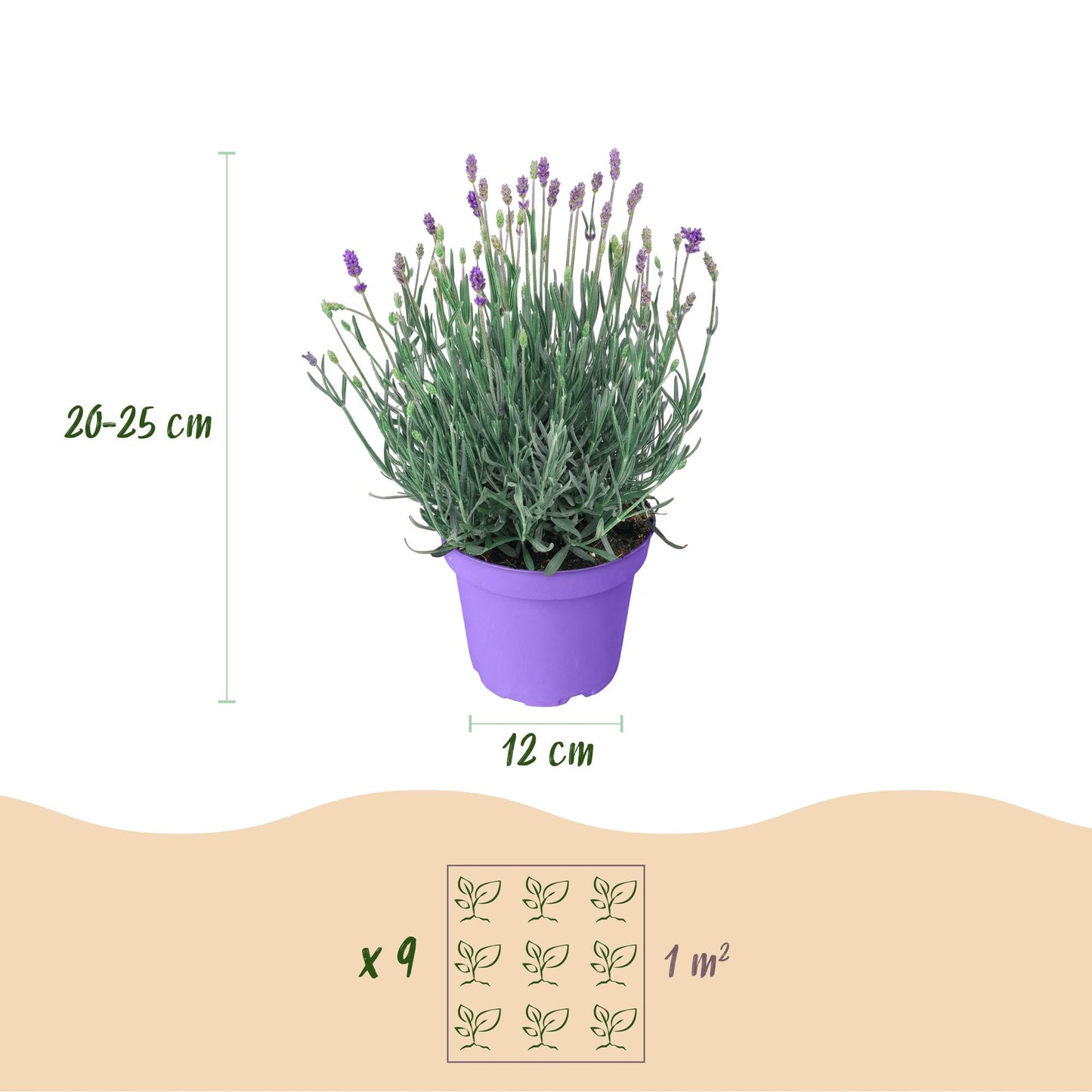 Green boutiQ - Tuinplant - Lavandula angustifolia Munstead - Lavendel - Winterhard - Paars - 1 Plant - Pot 12cm - Hoogte 15-25cm