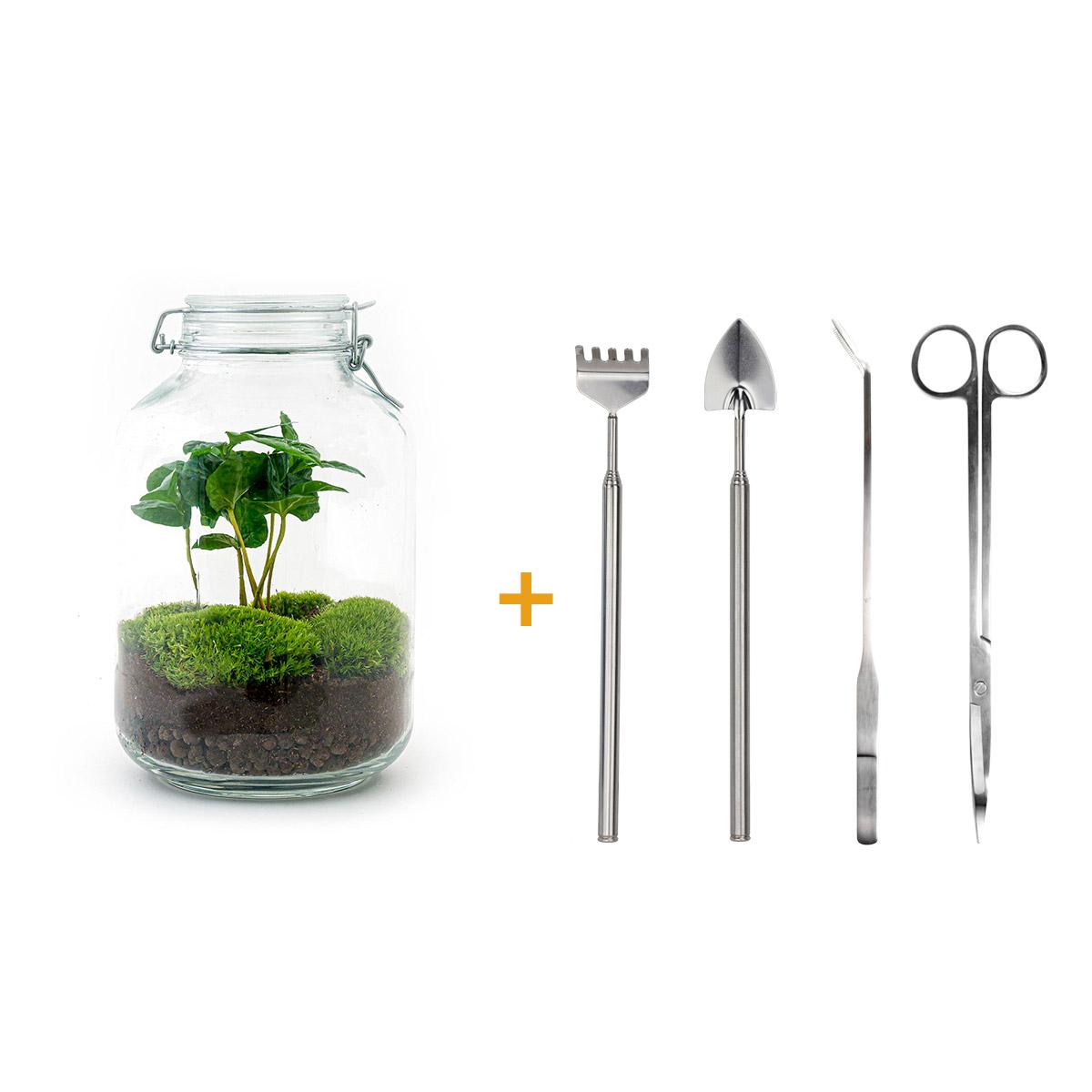 DIY terrarium - Jar - Coffea Arabica - ↕ 28 cm