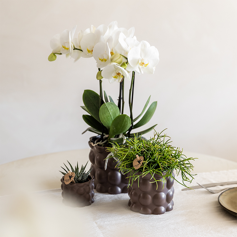 Kolibri Orchids | Plantenset Cotton bruin | Groene planten met witte Phalaenopsis orchidee Ghent in keramieken sierpotten