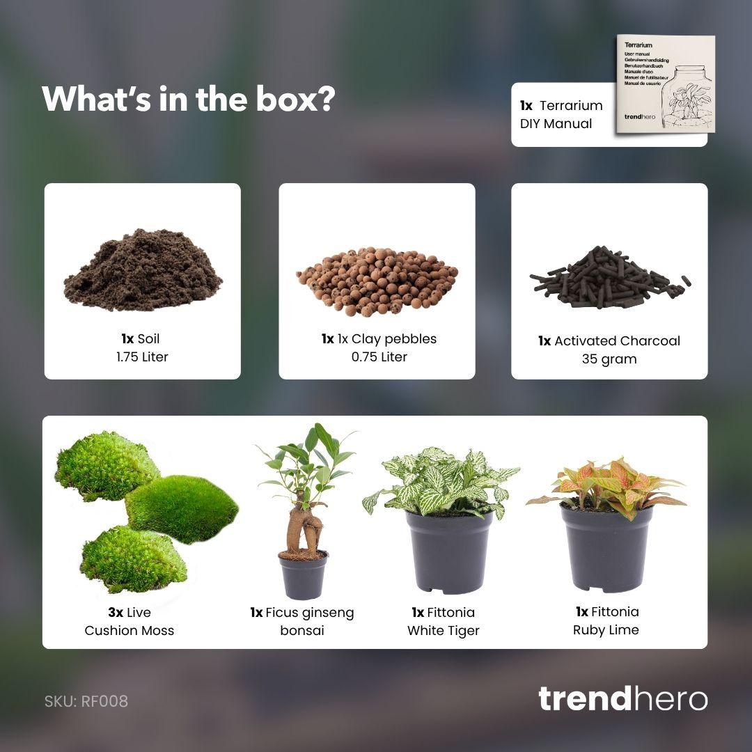 Planten terrarium navulling & Startpakket - Ficus Ginseng bonsai