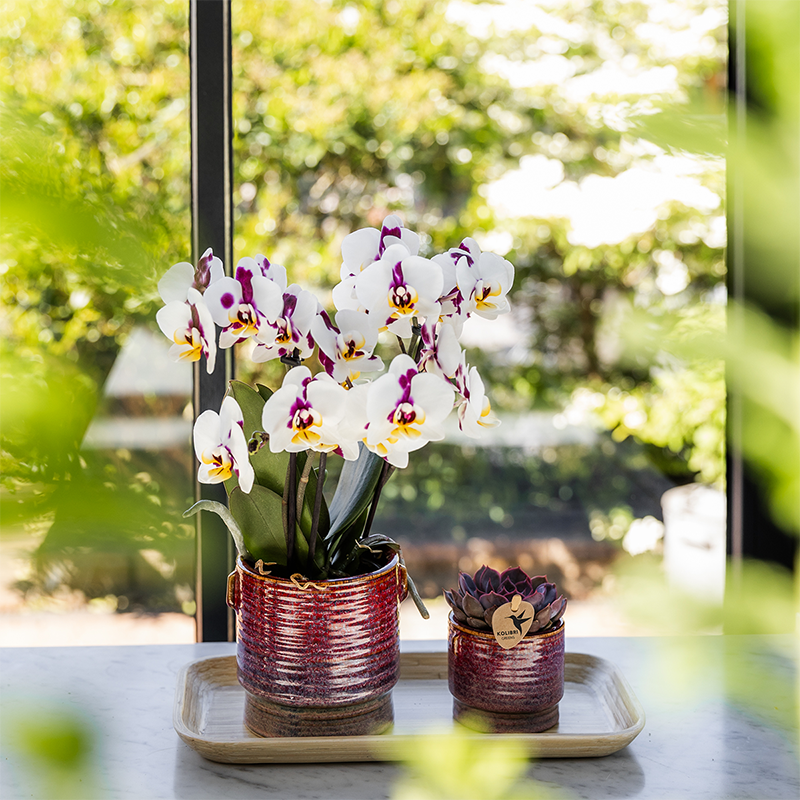 Kolibri Orchids | Gift set Aura | Roze Phalaenopsis orchidee Congo met groene plant in Aura sierpotten op bamboe dienblad