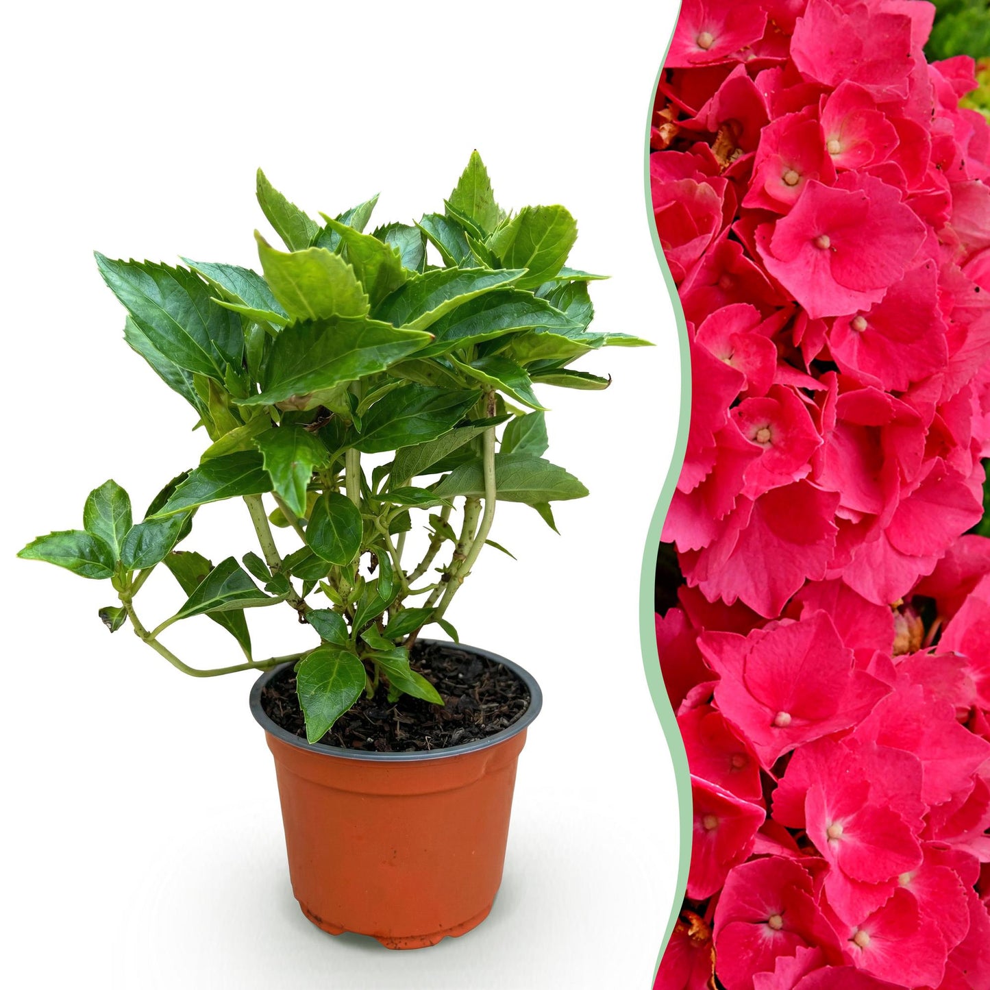 Green boutiQ - Tuinplant - Hydrangea macrophylla Rood - Hortensia - Winterhard - Rood - 1 Plant - Pot 12cm - Hoogte Hoogte 20-30cm
