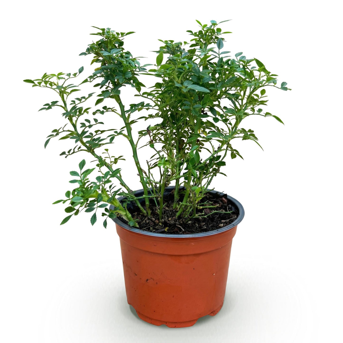 Green boutiQ - Tuin Roos - Rosa Cutie Pie - Roos - Winterhard - Roze - 1 Plant - Pot 12cm - Hoogte Hoogte 20-25cm