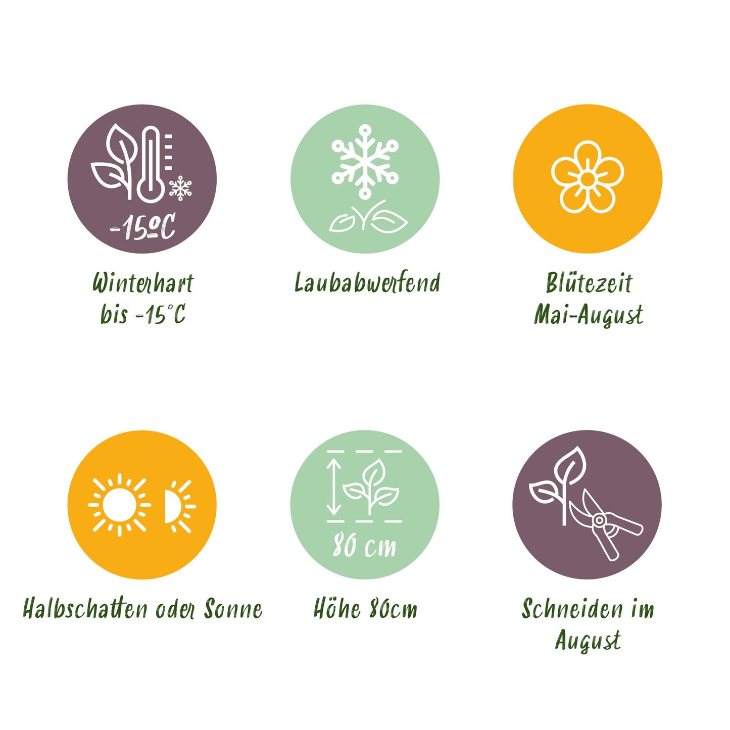 Green boutiQ - Tuinplant - Hydrangea macrophylla Blauw - Hortensia - Winterhard - Blauw - 1 Plant - Pot 12cm - Hoogte Hoogte 20-30cm