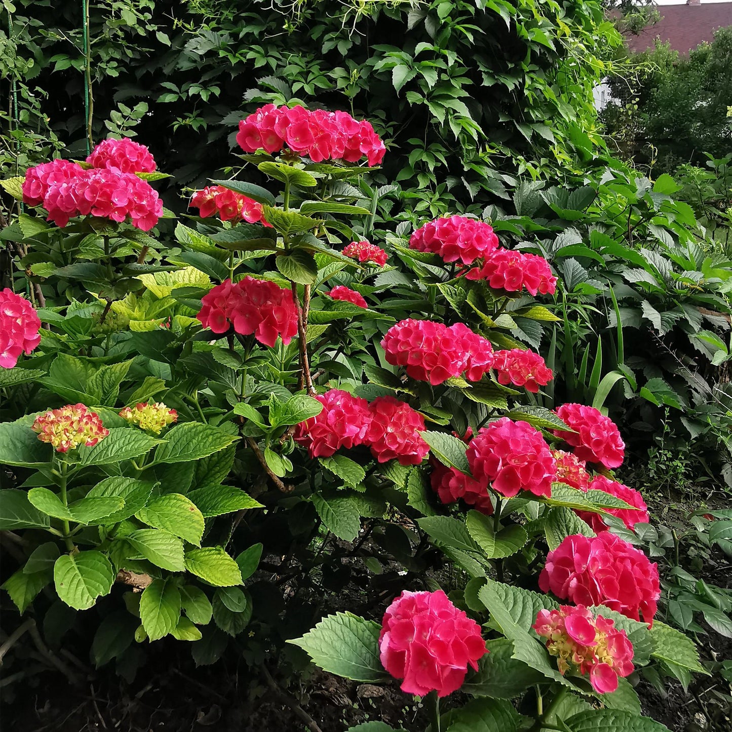 Green boutiQ - Tuinplant - Hydrangea macrophylla Rood - Hortensia - Winterhard - Rood - 1 Plant - Pot 12cm - Hoogte Hoogte 20-30cm