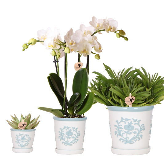 Kolibri Company | Plantenset Witte Phalaenopsis Orchidee Amabilis en Succulenten incl. keramieken Malaga sierpotten