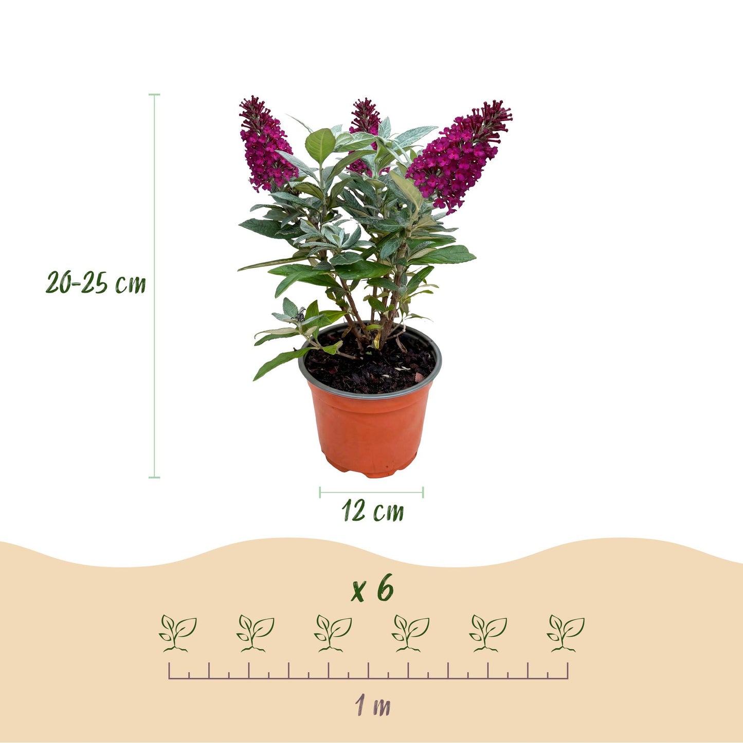 Green boutiQ - Tuinplant - Buddleja davidii Butterfly Candy Little Ruby - Vlinderstruik - Compact - Rood - 1 Plant - Pot 12cm - Hoogte 20-25cm