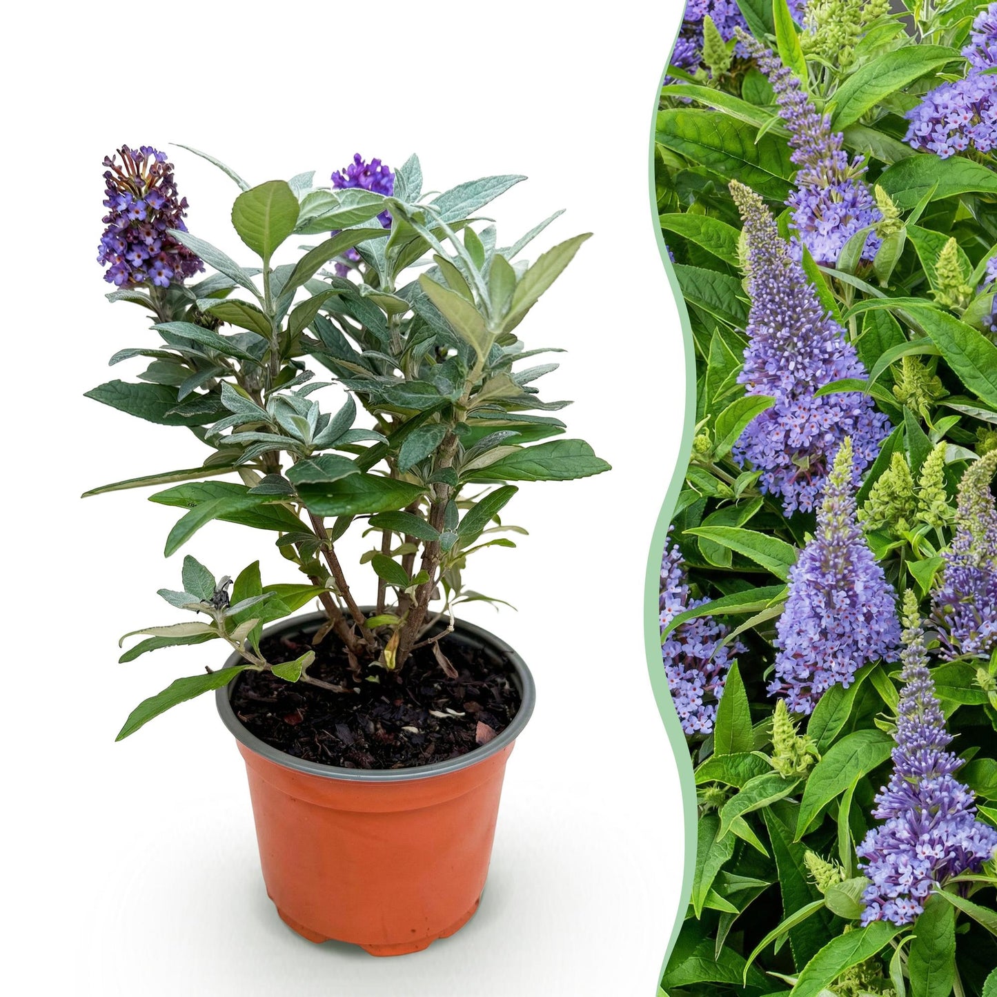 Green boutiQ - Tuinplant - Buddleja davidii Butterfly Candy Little Lila - Vlinderstruik - Compact - Lila - 1 Plant - Pot 12cm - Hoogte 20-25cm