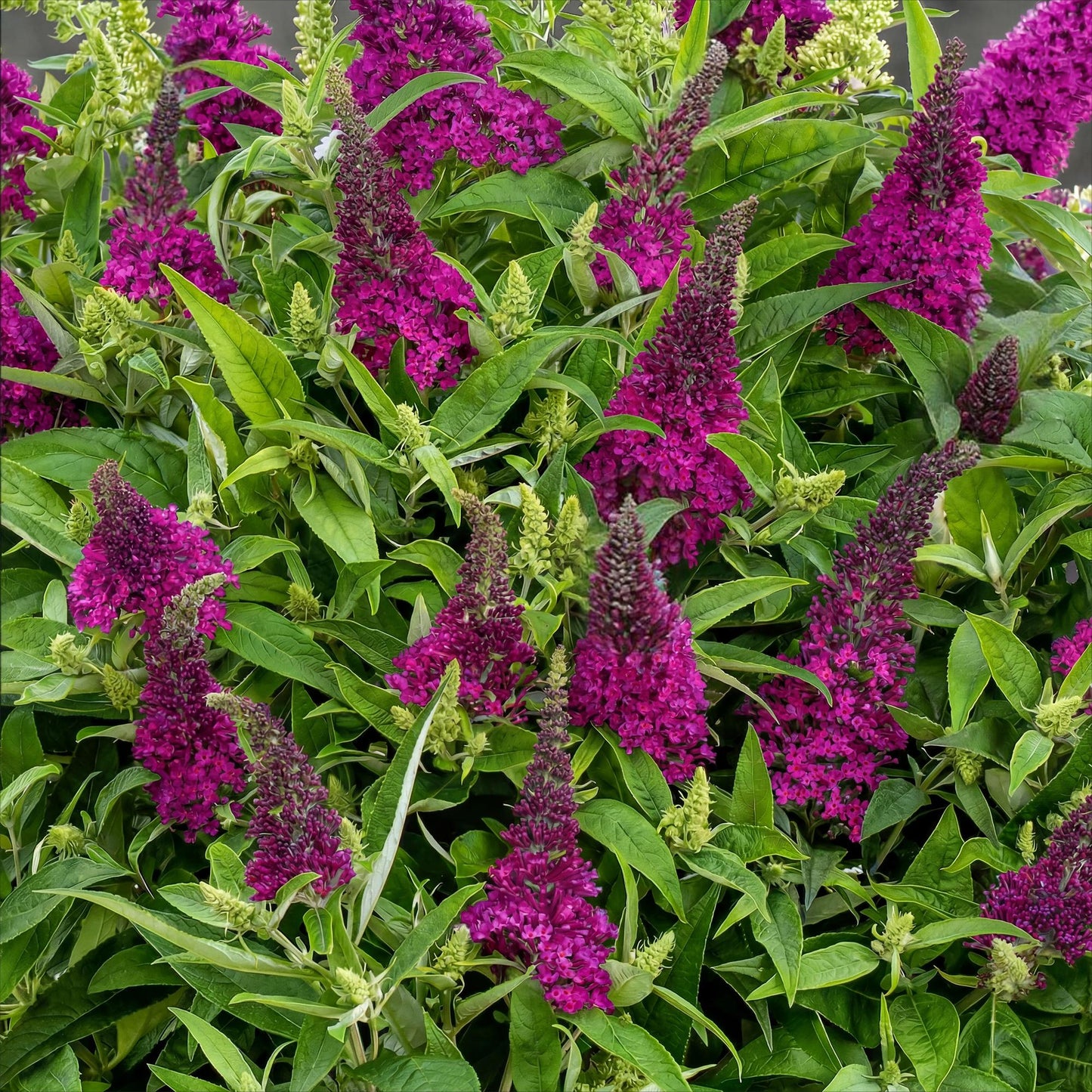 Green boutiQ - Tuinplant - Buddleja davidii Butterfly Candy Little Ruby - Vlinderstruik - Compact - Rood - 1 Plant - Pot 12cm - Hoogte 20-25cm