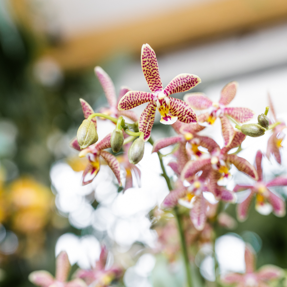 Kolibri Orchids | oranje Phalaenopsis orchidee - Spider- potmaat Ø9cm | bloeiende kamerplant - vers van de kweker