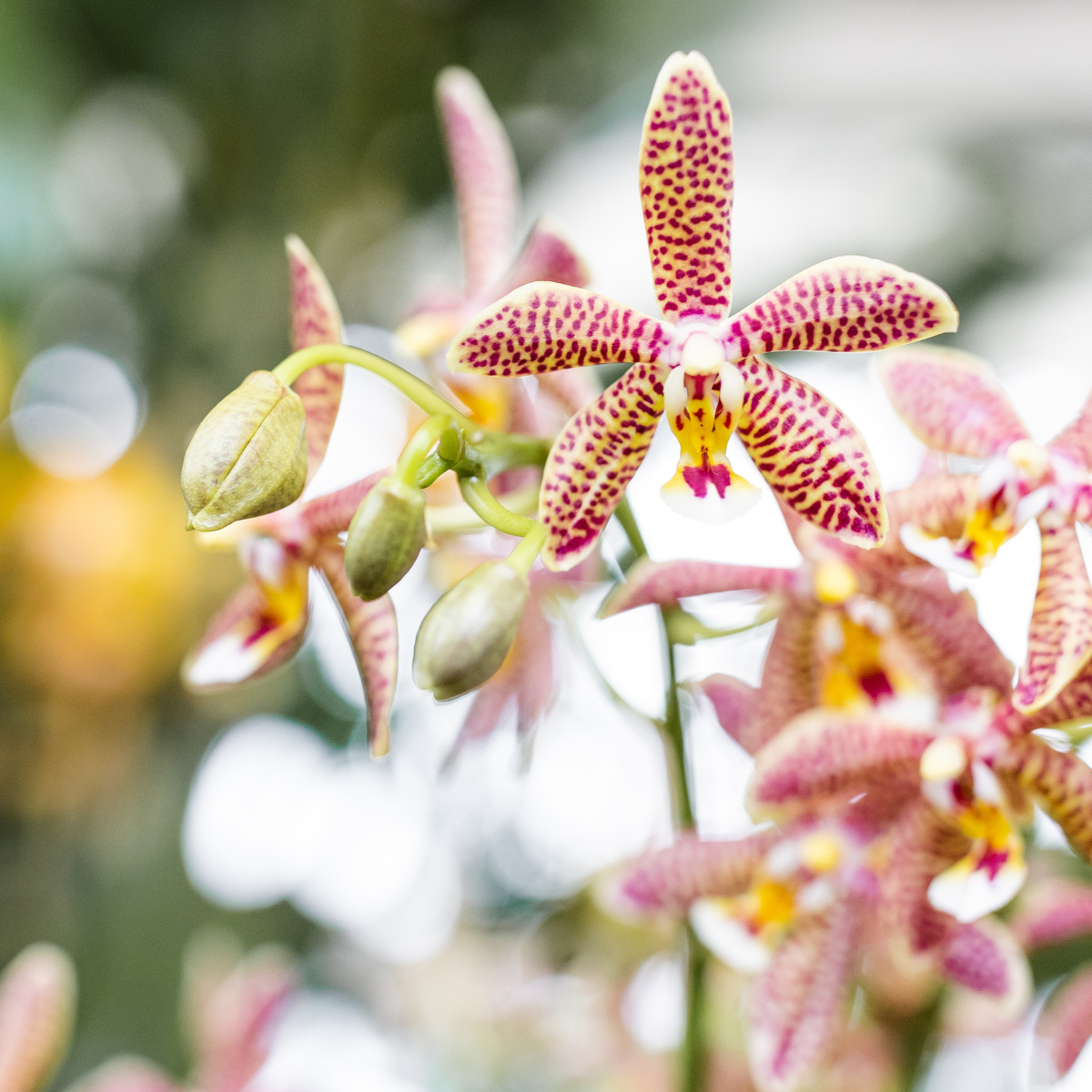 Kolibri Orchids | oranje Phalaenopsis orchidee - Spider- potmaat Ø9cm | bloeiende kamerplant - vers van de kweker