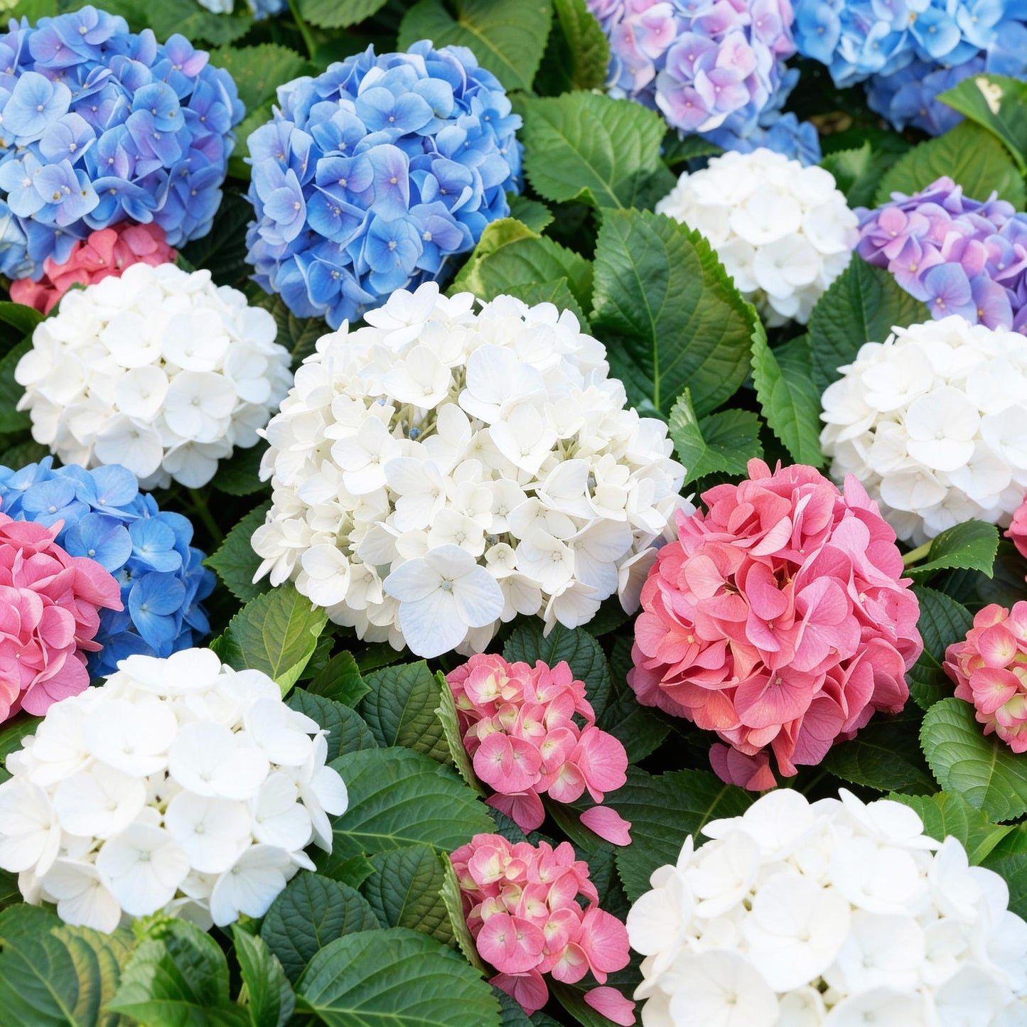 Green boutiQ - Tuinplant - Hydrangea macrophylla Tricolour - Hortensia - Winterhard - Roze-Blauw-Wit - 3 Planten - Pot 12cm - Hoogte Hoogte 20-30cm