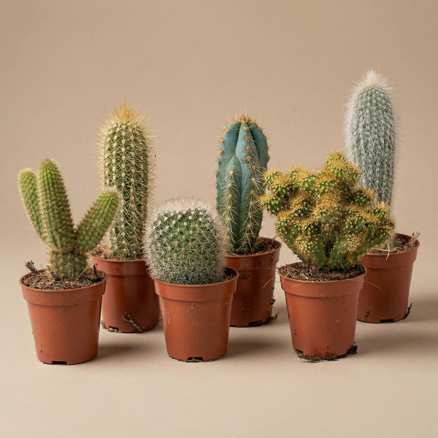 Cactus Set van 12 - ↑ 8–12 cm