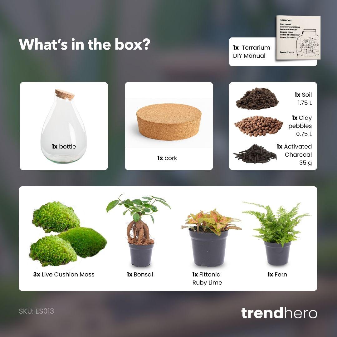 DIY Planten terrarium - Drop XL Bonsai 'red' - Ø 24 cm ↑ 37 cm - No tools