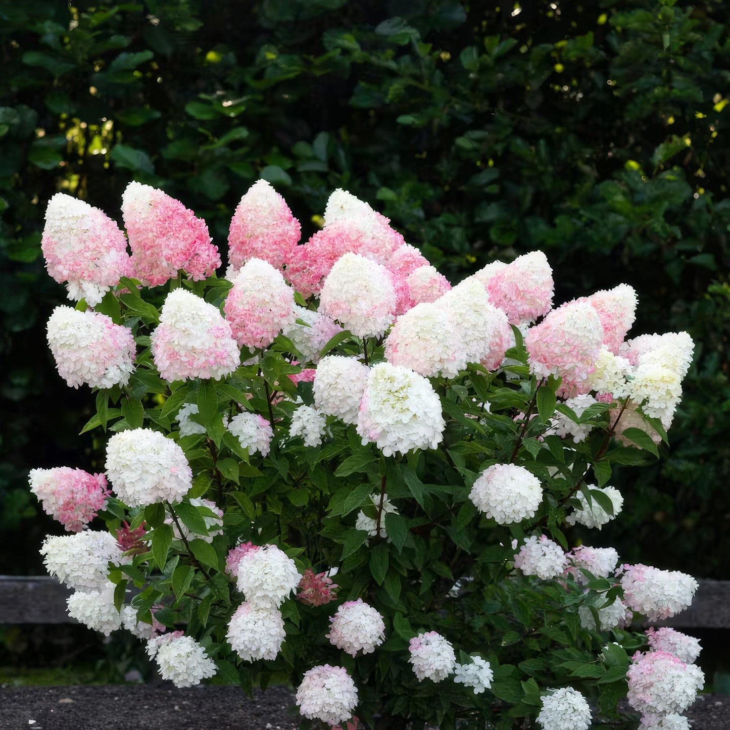 Green boutiQ - Tuinplant - Hydrangea panniculata Living Pink & Rose - Pluimhortensia - Winterhard - Roze - 1 Plant - Pot 12cm - Hoogte Hoogte 20-30cm