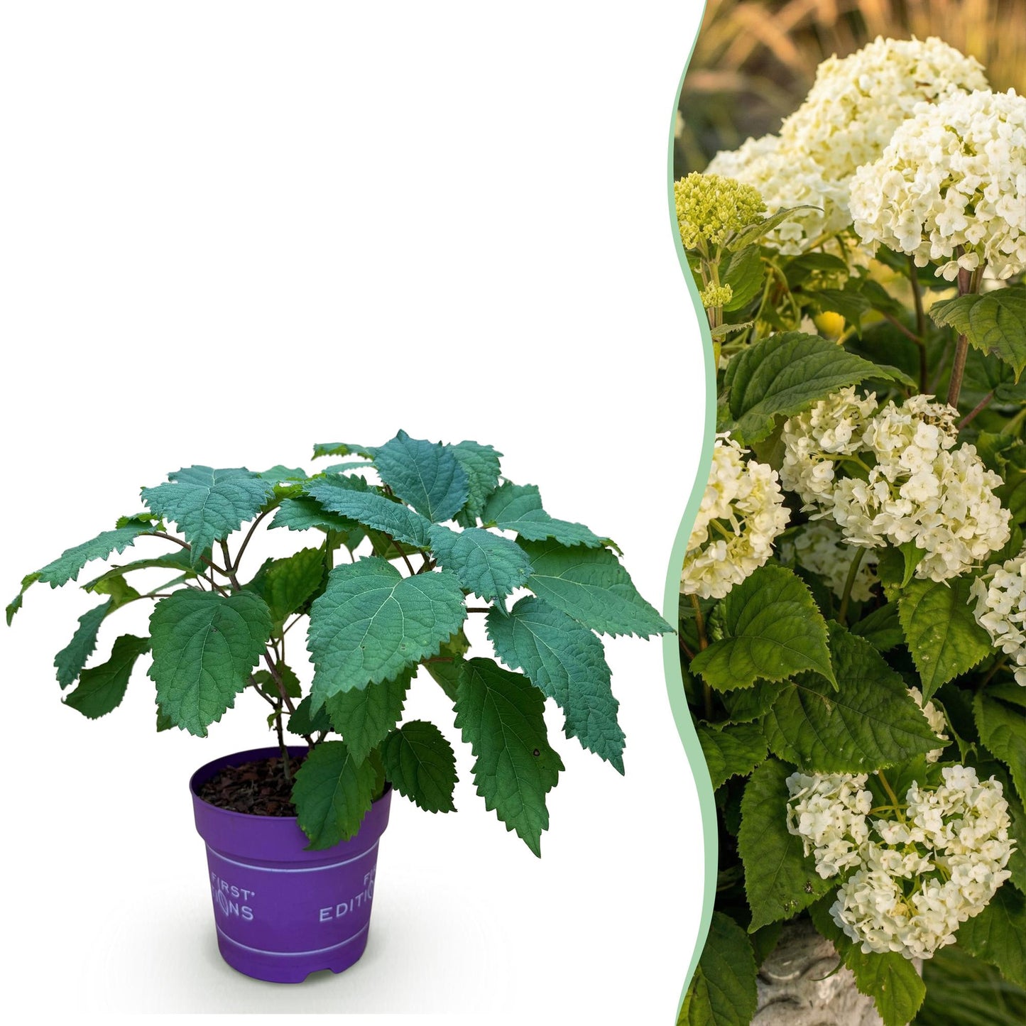 Green boutiQ - Tuinplant - Hydrangea arborescens FlowerWOW - Hortensia - Winterhard - Wit - 1 Plant - Pot 14cm - Hoogte Hoogte 20-30cm