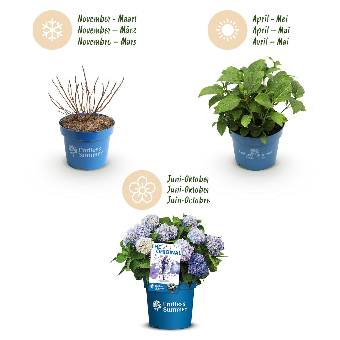 Green boutiQ - Tuinplant - Hydrangea Endles Summer The Orginal Blue - Hortensia - Winterhard - Blauw - 2 Planten - Pot 14cm - Hoogte 20-25cm
