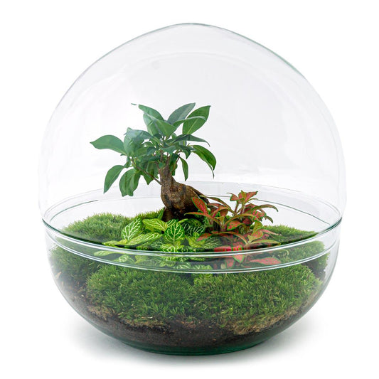 DIY Planten terrarium tweedelig bolglas - Dome XL Bonsai - Ø 28 cm ↑ 28 cm - Rake + Shovel + Tweezer