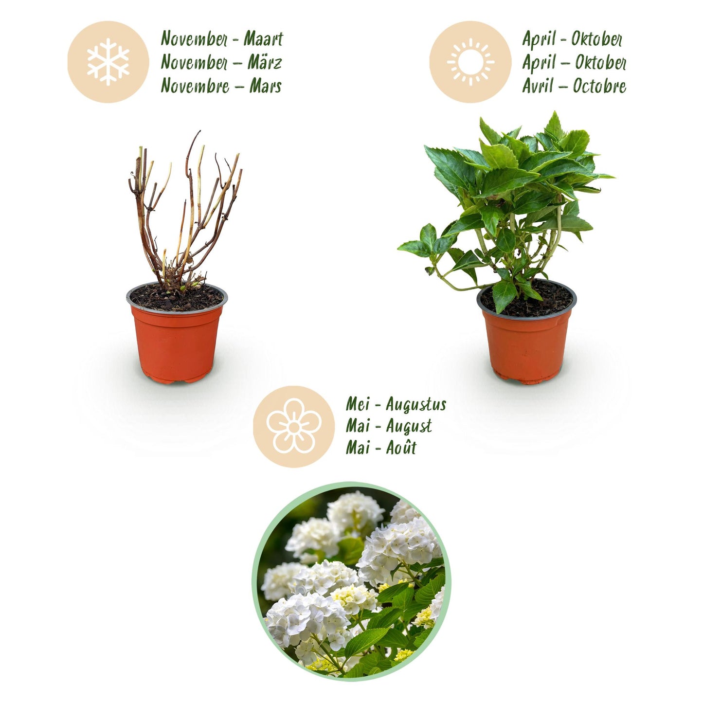 Green boutiQ - Tuinplant - Hydrangea macrophylla Wit - Hortensia - Winterhard - Wit - 1 Plant - Pot 12cm - Hoogte Hoogte 20-30cm
