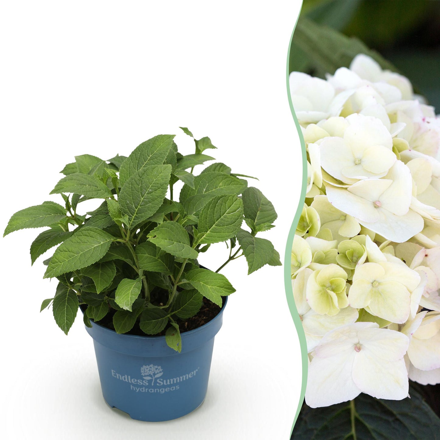Green boutiQ - Tuinplant - Hydrangea Endles Summer The Bride - Hortensia - Winterhard - Wit - 1 Plant - Pot 14cm - Hoogte 20-25cm
