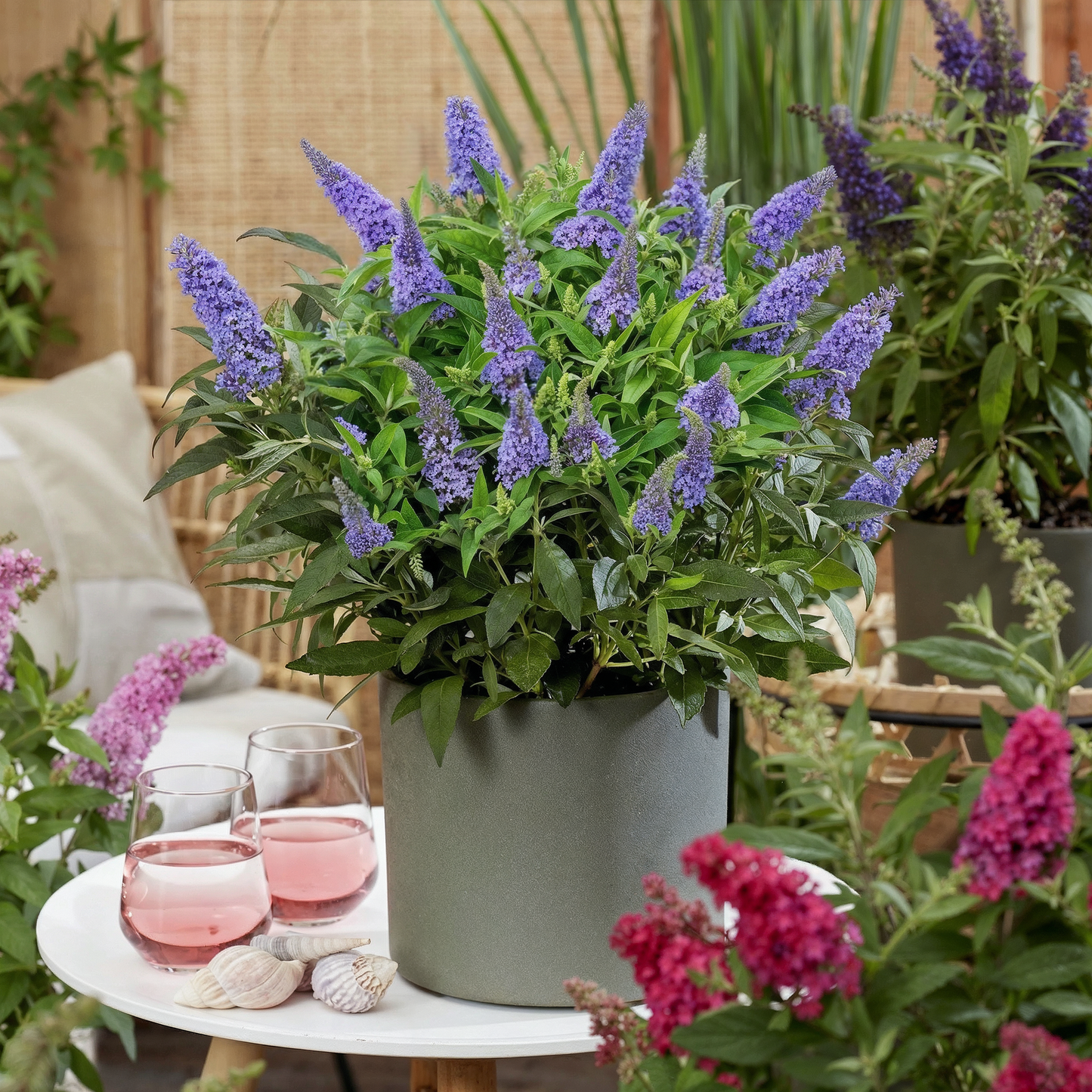 Green boutiQ - Tuinplant - Buddleja davidii Butterfly Candy Little Lila - Vlinderstruik - Compact - Lila - 1 Plant - Pot 12cm - Hoogte 20-25cm