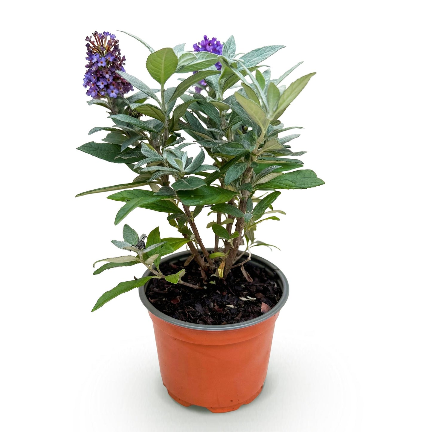 Green boutiQ - Tuinplant - Buddleja davidii Butterfly Candy Little Lila - Vlinderstruik - Compact - Lila - 1 Plant - Pot 12cm - Hoogte 20-25cm