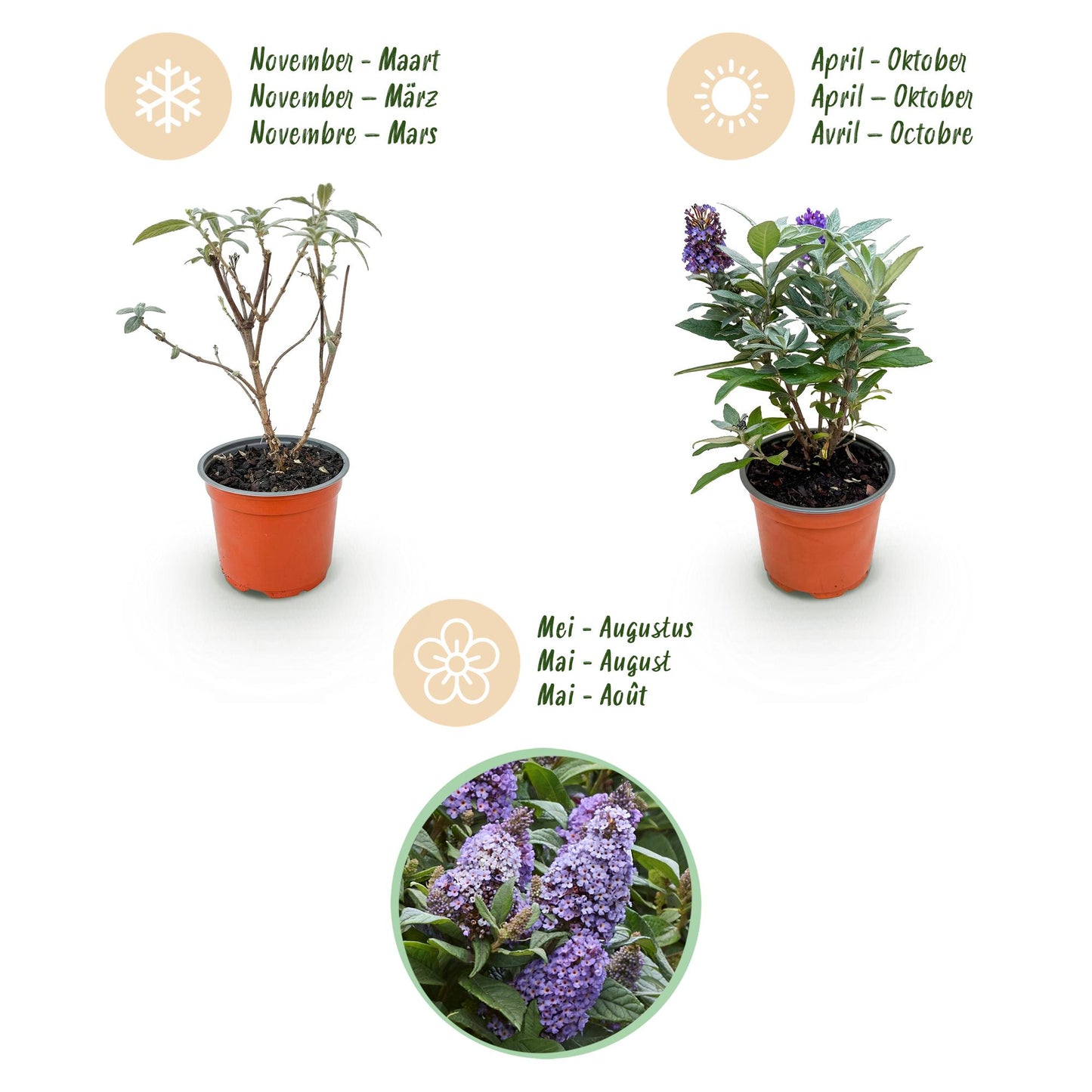 Green boutiQ - Tuinplant - Buddleja davidii Butterfly Candy Little Lila - Vlinderstruik - Compact - Lila - 1 Plant - Pot 12cm - Hoogte 20-25cm