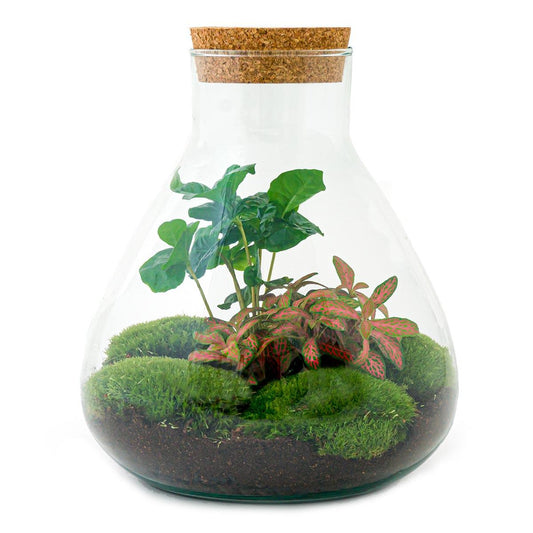 DIY terrarium - Sammie Coffea Red - Ø 22,5 cm ↑ 27 cm - Rake + Shovel
