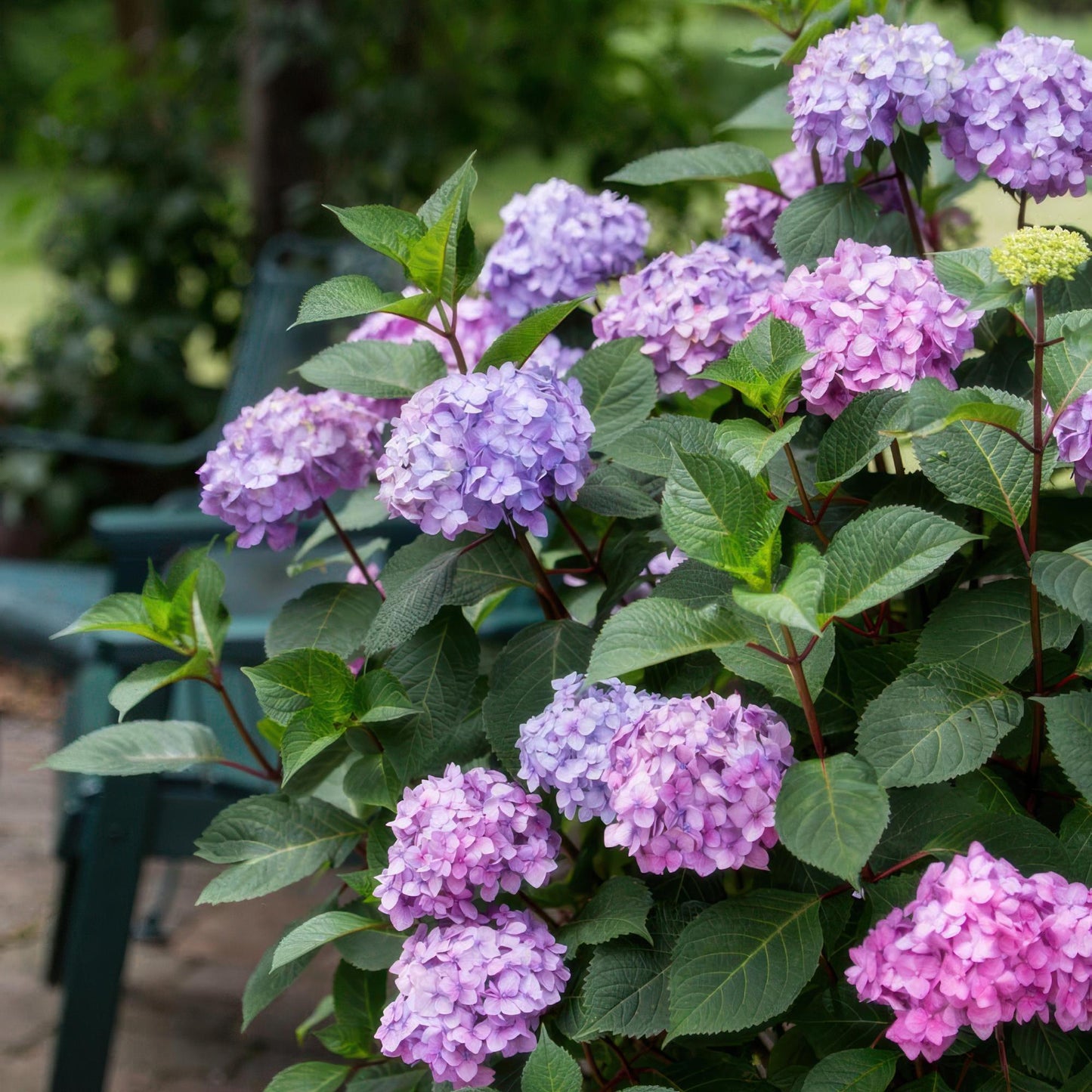 Green boutiQ - Tuinplant - Hydrangea Endles Summer Summer Love Purple - Hortensia - Winterhard - Paars - 1 Plant - Pot 14cm - Hoogte 20-25cm