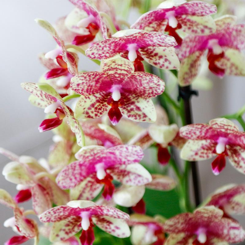 Kolibri Orchids | Oranje gele phalaenopsis orchidee potmaat Ø9cm | Grosseto | bloeiende kamerplant - vers van de kweker