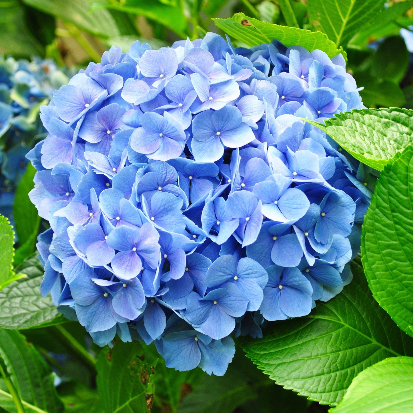 Green boutiQ - Tuinplant - Hydrangea macrophylla Blauw - Hortensia - Winterhard - Blauw - 1 Plant - Pot 12cm - Hoogte Hoogte 20-30cm