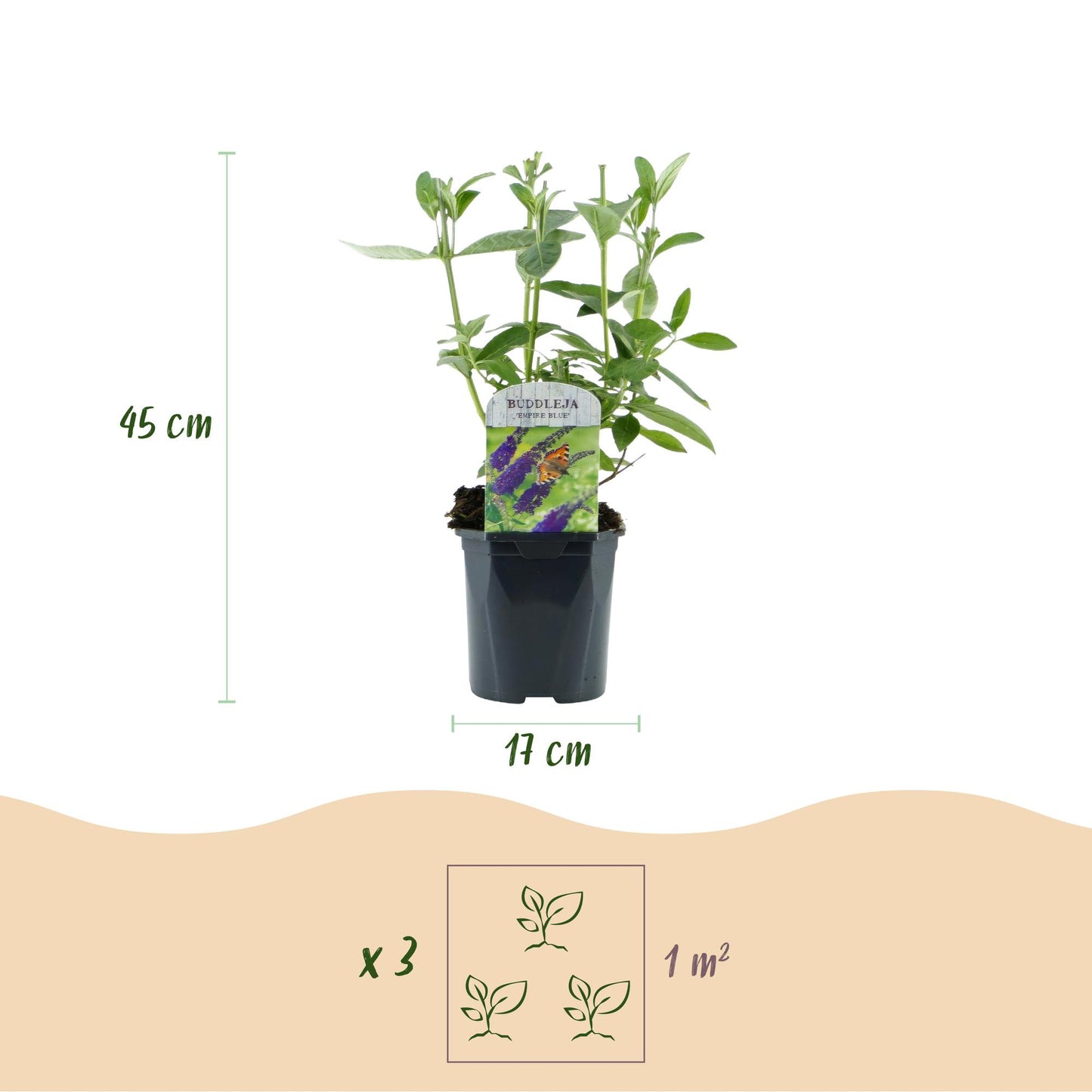 Green boutiQ - Tuinplant - Buddleja davidii Empire Blue - Vlinderstruik - Winterhard - Blauw - 3 Planten - Pot 17cm - Hoogte 45cm