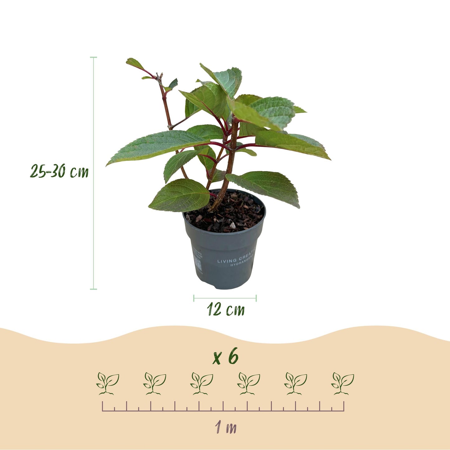 Green boutiQ - Tuinplant - Hydrangea panniculata Living Infinity - Pluimhortensia - Winterhard - Wit - 1 Plant - Pot 12cm - Hoogte Hoogte 20-30cm