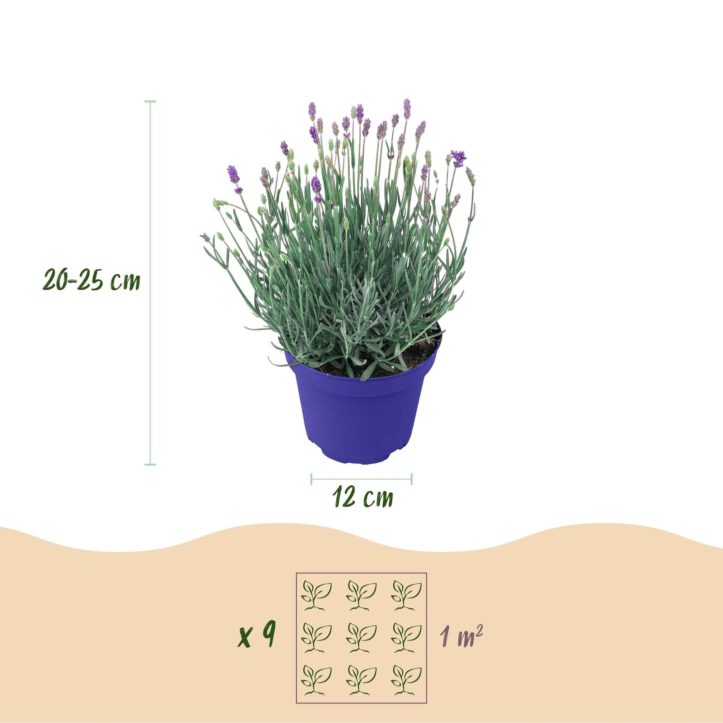 Green boutiQ - Tuinplant - Lavandula angustifolia Hidcote - Lavendel - Winterhard - Paars - 1 Plant - Pot 12cm - Hoogte 15-25cm