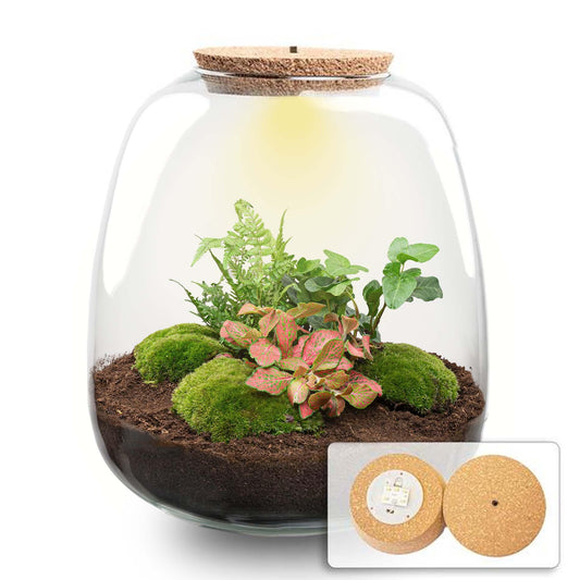 Planten terrarium - Emma - DIY kit - ↑ 25 cm - Ø 23 cm - Hedera Red