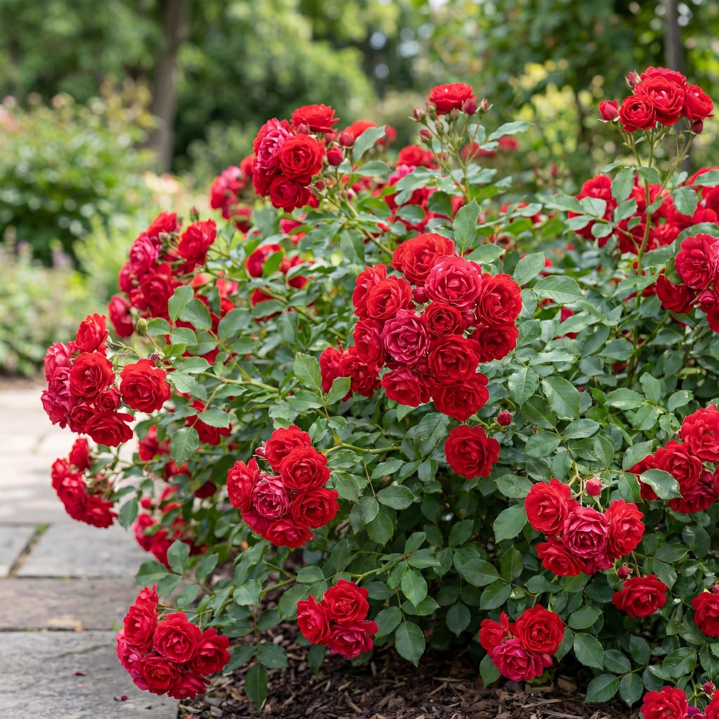 Green boutiQ - Tuin Roos - Rosa Rote The Fairy - Roos - Winterhard - Rood - 1 Plant - Pot 12cm - Hoogte Hoogte 20-25cm